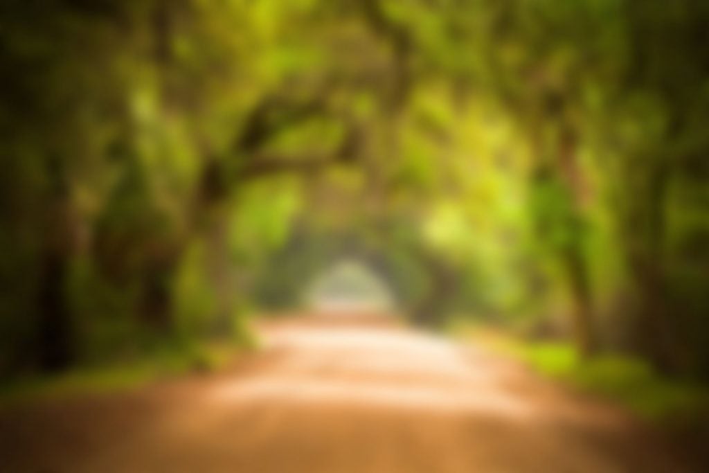 Image showing a south carolina road and trees