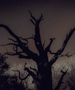 Mt Wilson Ranch Tree